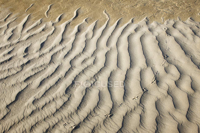 Sanddünen Detail der großen Sandhügel von saskatchewan in der Nähe von Zepter, Kanada — Stockfoto