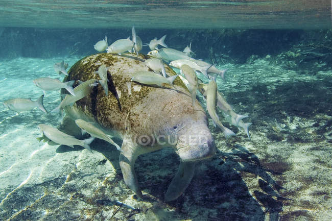 Gestreifte Meeräschen, die auf Algen auf der Seekuh von Florida im kristallklaren Fluss weiden, Florida, USA — Stockfoto