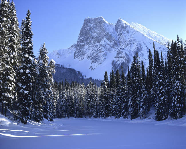 Monte Burgess y bosque nevado en el Parque Nacional Yoho, Columbia Británica - foto de stock