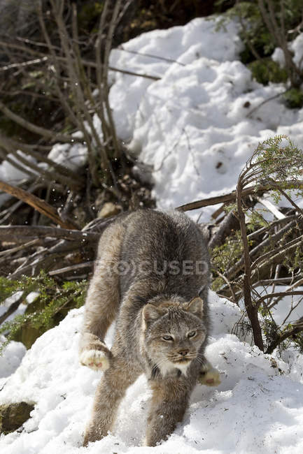 Lynx che salta nella foresta innevata di Yukon, Canada . — Foto stock