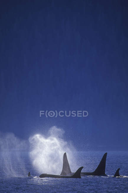 Balene assassine che nuotano nelle acque oceaniche della Columbia Britannica, Canada . — Foto stock