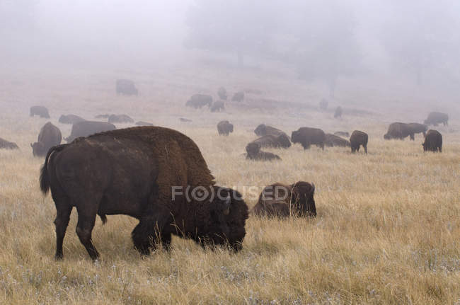 Bisontes americanos en la niebla en el Parque Nacional Theodore Rooosevelt, Dakota del Norte, Estados Unidos de América . - foto de stock