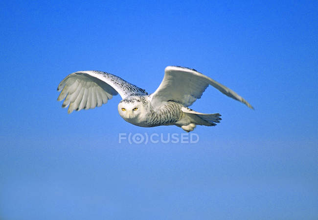Coruja de neve adulta voando contra o céu azul . — Fotografia de Stock