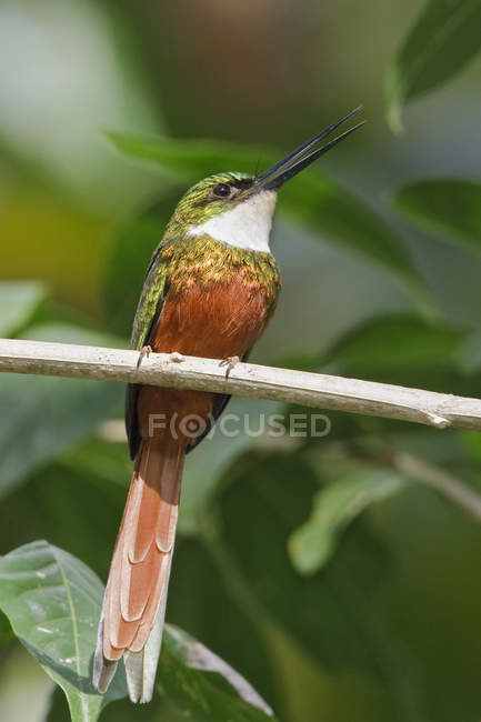 Colibrì jacamar dalla coda rugosa appollaiato su ramo d'albero, primo piano . — Foto stock
