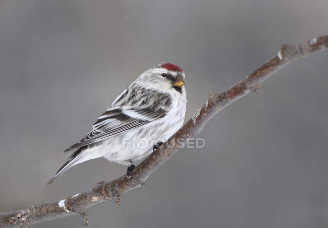 Hoary redpoll perched on branch in woodland. — Stock Photo