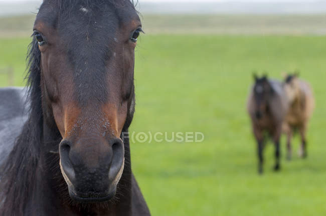 Крупный план коричневой лошади, смотрящей в камеру на зеленые пастбища — стоковое фото