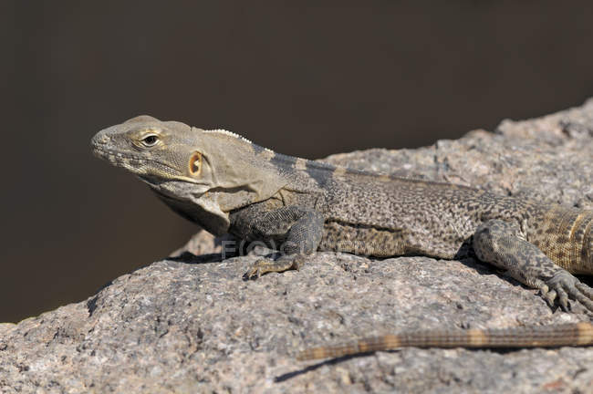 Iguana de cauda espinhosa em rochas em Tucson, Arizona, EUA — Fotografia de Stock