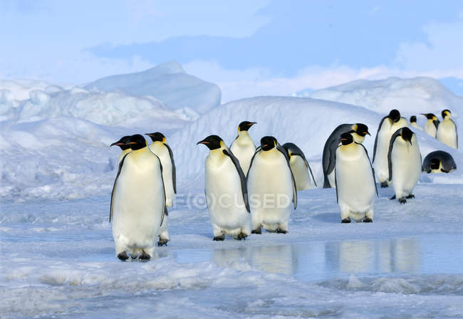 Groupe de manchots empereurs revenant d'un voyage de recherche de nourriture, île Snow Hill, mer de Weddell, Antarctique — Photo de stock