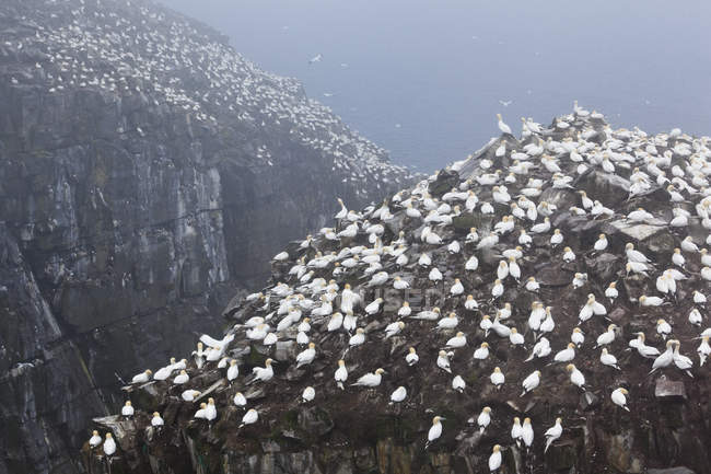 Kolonie nistender Basstölpel am nebligen Morgen am Vogelfelsen auf Neufundland, Kanada. — Stockfoto