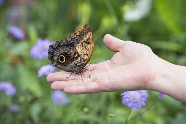 Owl butterfly on male hand, close-up — Stock Photo
