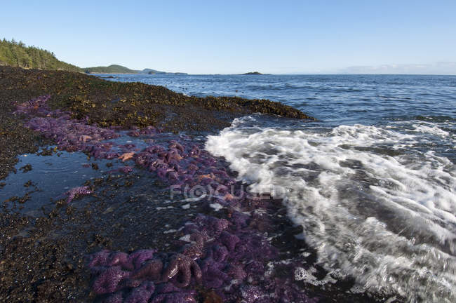 Masse ockerfarbener Seesterne an der Küste der Georgiastraße, Saturna-Insel, Golfinseln, Kanada — Stockfoto