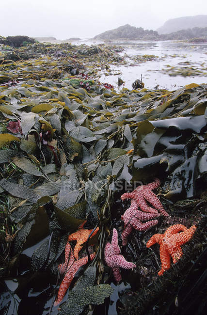 Seesterne und Seetang am Makrelen-Strand, Pazifik-Nationalpark, Vancouver-Insel, Britische Kolumbia, Kanada. — Stockfoto