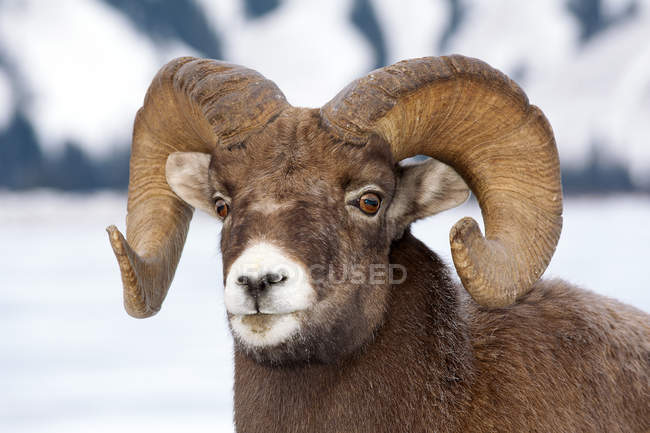 Retrato de carneiro de ovelha bighorn em campo nevado . — Fotografia de Stock