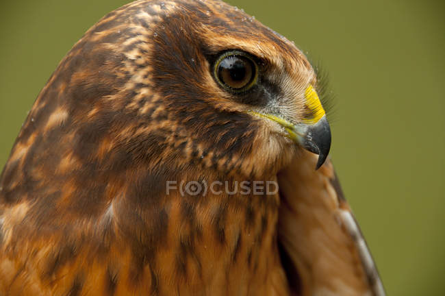 Falco ruspante settentrionale seduto all'aperto, ritratto . — Foto stock
