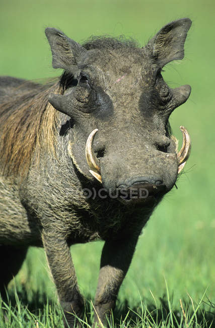 Wild warthog pig standing on grass in Africa — Stock Photo