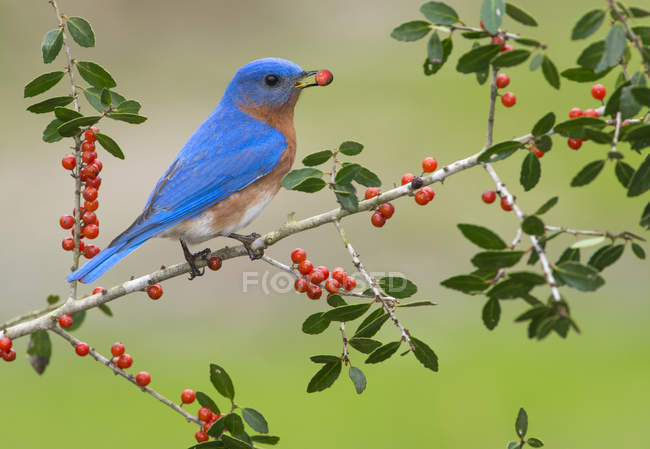Eastern bluebird perched on tree branch and eating red berries, close-up. — Stock Photo