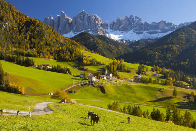 Vacas pastando em pastagens em Trentino Alto Adige, Dolomites, Tirol do Sul, Itália — Fotografia de Stock