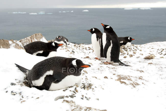 Gentoo пінгвіни інкубації берега на Антарктичного півострова, Антарктида — стокове фото