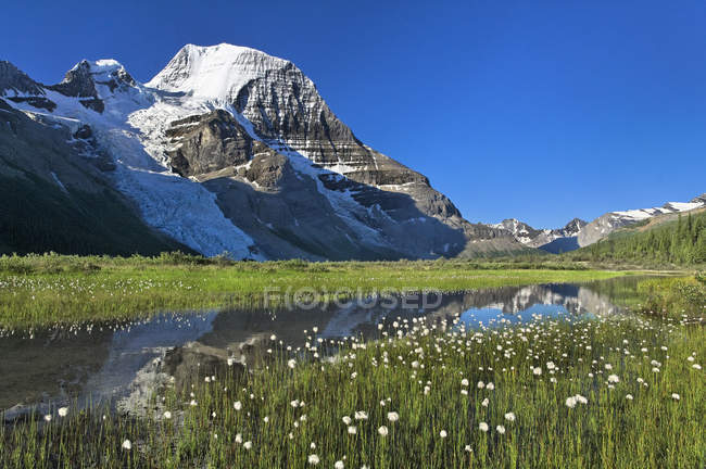 Mount Robson e plantas em lago no parque provincial, British Columbia, Canadá — Fotografia de Stock