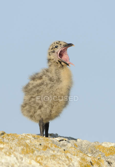 Gabbiano alato glauco giovane uccello che chiama contro il cielo blu — Foto stock