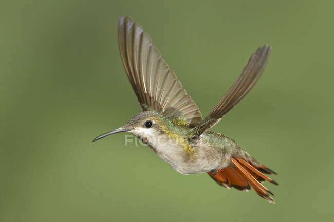 Gros plan du colibri rubis-topaze planant des ailes en vol
. — Photo de stock