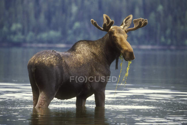 Alce no lago comendo plantas aquáticas na Colúmbia Britânica Central, Canadá — Fotografia de Stock