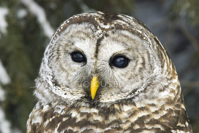 Portrait of adult perched barred owl outdoors. — Stock Photo