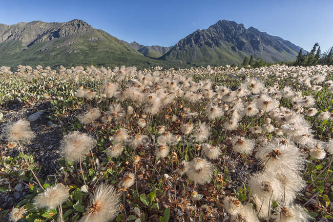 Flores de algodão floresce em abundância na costa do Lago Louise, Parque Nacional Kluane, Yukon
. — Fotografia de Stock
