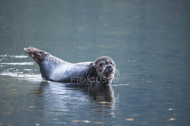 Harbor seal lying in water and looking in camera. — Stock Photo