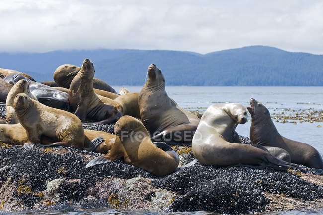 Колонії морських левів, відпочиваючи на скелі, Ґваї Гаанас, місті Haida Ґваї, Британська Колумбія, Канада — стокове фото