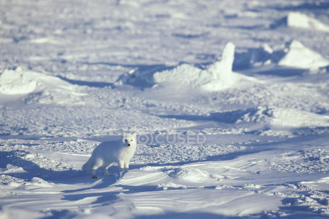 Арктический лис, стоящий в снегу . — стоковое фото