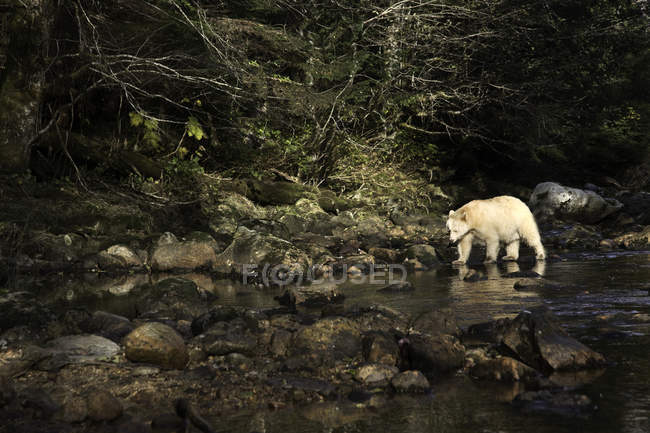 Медведь Кермоде, гуляющий в воде в Большом Медвежьем Рокесте провинции Британская Колумбия, Канада — стоковое фото