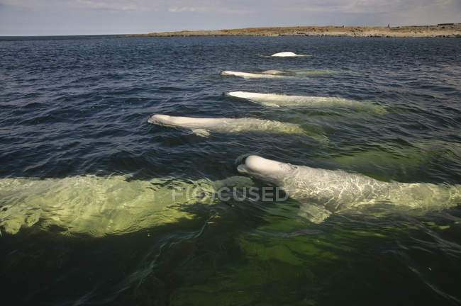 Baleias Beluga na água no verão perto do estuário do rio Churchill, Hudson Bay, Canadá — Fotografia de Stock
