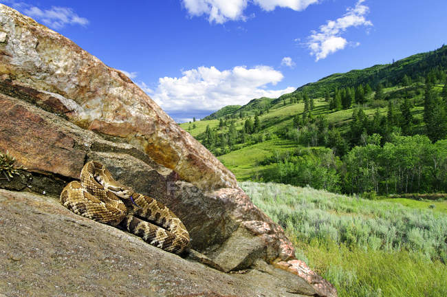 Serpiente de cascabel occidental en el sur del Valle de Okanagan, Columbia Británica - foto de stock