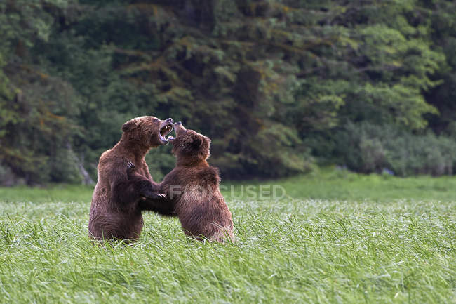 Grizzly ursos lutando na grama em Great Bear Rainforest, Colúmbia Britânica, Canadá — Fotografia de Stock