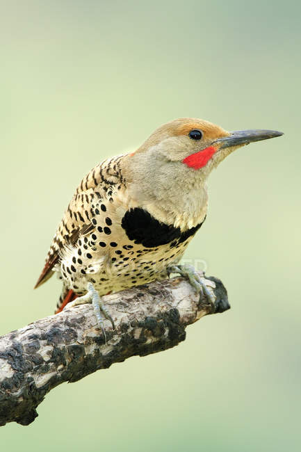 Close-up of red-shafted northern flicker perched on dry branch in woodland. — Stock Photo