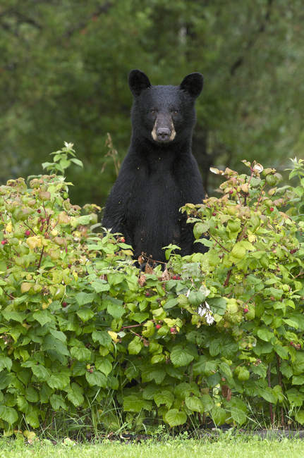 Urso negro selvagem em pé em arbustos de framboesas
. — Fotografia de Stock
