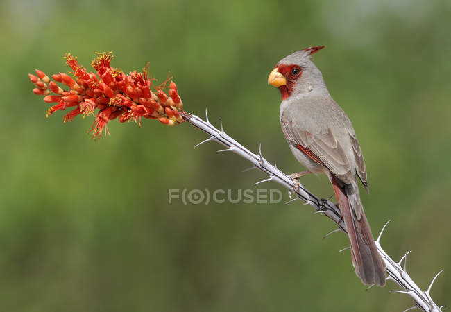 Perched desert cardinal on spiky branch with flowers outdoors. — Stock Photo