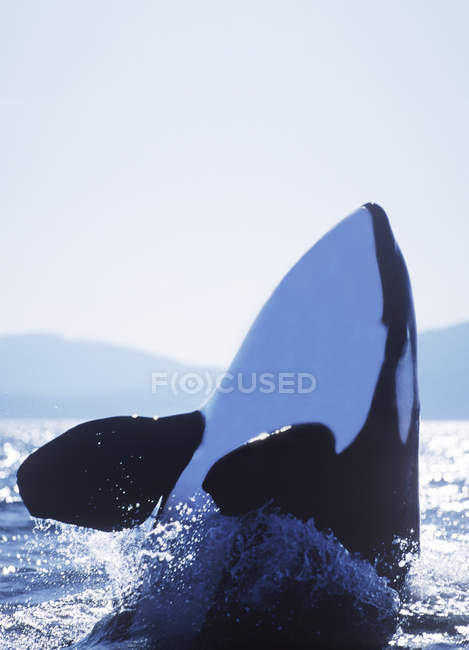 Hopping orca whale near Saturna Island, British Columbia, Canada. — Stock Photo
