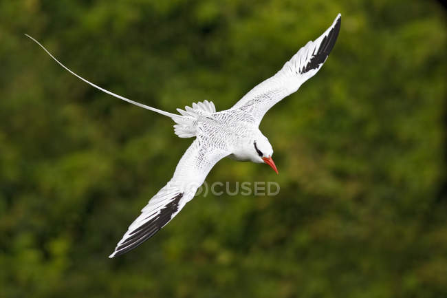 Rotschnabel-Tropenvogel fliegt in der Nähe der Küste von Trinidad und Tobago. — Stockfoto