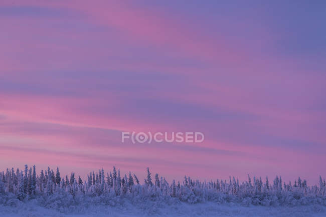 Céu rosa ao nascer do sol sobre o rio Porcupine, Old Crow, Yukon . — Fotografia de Stock