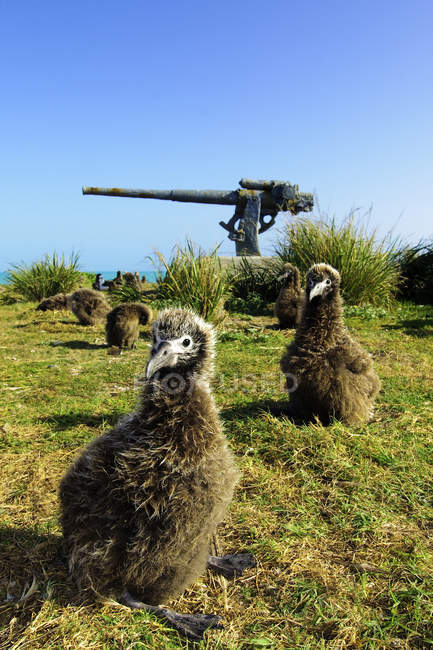 Laysan albatross chicks on meadow in front of old gun at Midway Atoll, Hawaii — Stock Photo