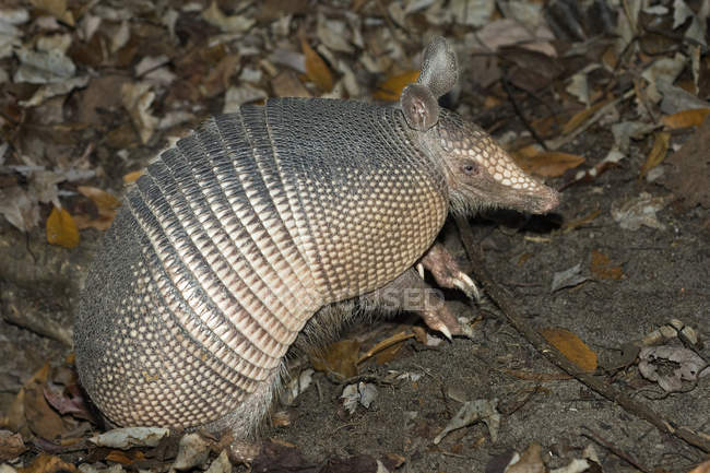 Foraging nine-banded armadillo in fallen leaves in Florida, USA — Stock Photo