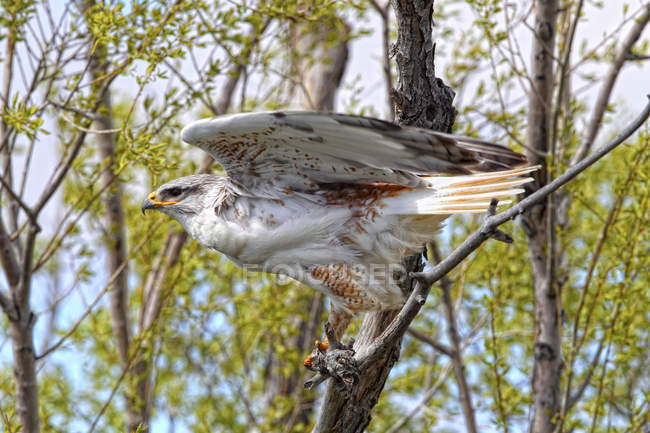 Falcão ferruginoso voando de árvore em Saskatchewan, Canadá
. — Fotografia de Stock