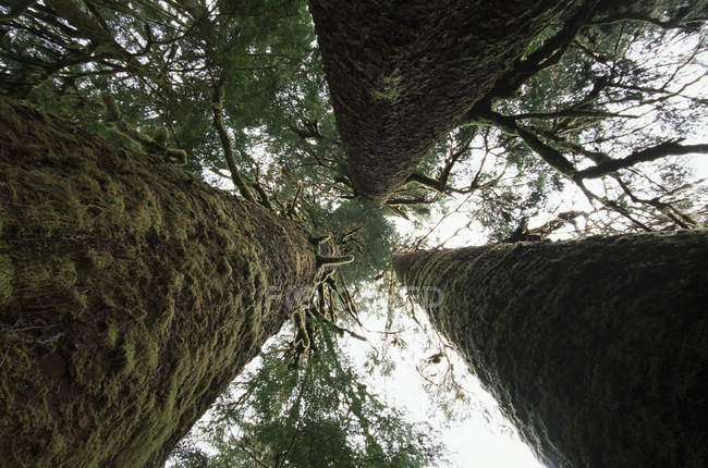 Sitka spruce grove in Carmanah Valley, Vancouver island, British Columbia, Canadá . — Fotografia de Stock