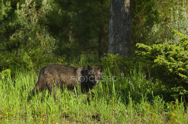 Lupo nero in piedi in erba verde del bosco
. — Foto stock