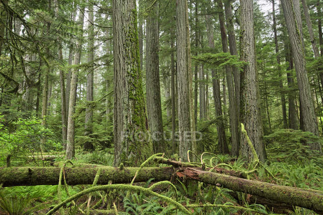 Douglas firs in Cathedral Grove, MacMillian Provincial Park, Vancouver Island, British Columbia, Canadá . — Fotografia de Stock