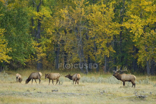 Elks grazing on grass in Waterton Lakes National Park, Alberta, Canada — Stock Photo