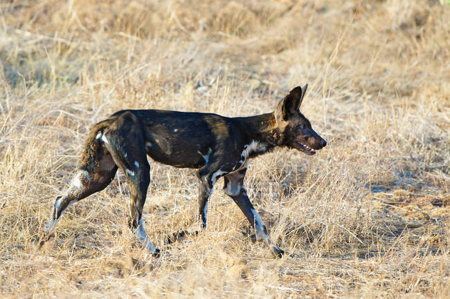 Jagd auf afrikanische Wildhunde in der Wiese des Samburu Nationalparks, Kenia, Ostafrika — Stockfoto