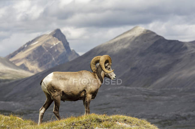 Dickhornschafe weiden in wilcox pass, jaspis nationalpark, alberta, canada. — Stockfoto